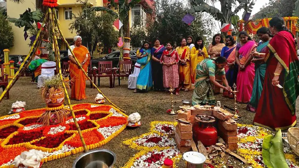बहु-दिवसीय फसल उत्सव पोंगल का जश्न मनाना — Festivals